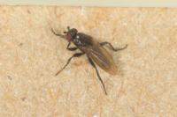 Limosina silvatica