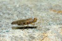 Opomyza florum