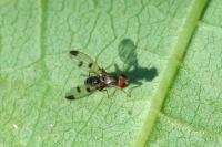 Geomyza tripunctata