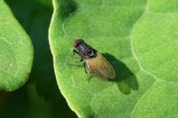Minettia longipennis