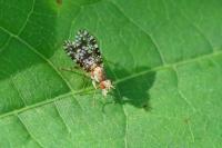 Trypetoptera punctulata