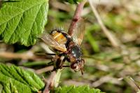 Phryxe magnicornis