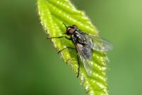 Stomoxys calcitrans