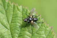 Phania funesta