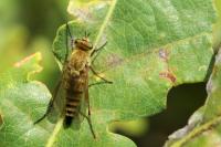 Thereva nobilitata