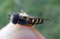 Scaeva selenitica