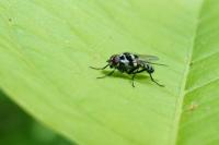 Anthomyia