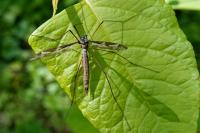 Tipula maxima