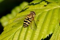 Syrphus ribesii
