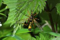 Ctenophora flaveolata