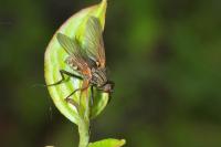 Empis tessellata