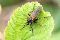 Empis tessellata