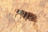 Otites guttata