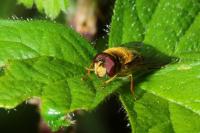 Epistrophe eligans
