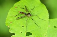 Ptychoptera albimana