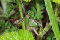Tipula vernalis