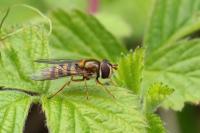 Epistrophe nitidicollis