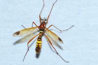 Ctenophora ornata