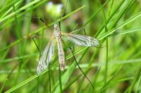 Tipula vernalis