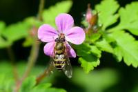 Syrphus ribesii