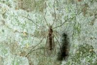 Trichocera annulata
