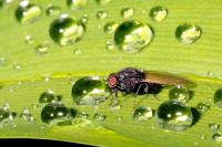 Minettia longipennis