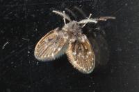 Clogmia albipunctata