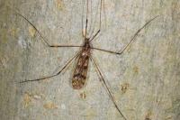 Metalimnobia quadrimaculata