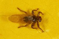 Lipoptena cervi