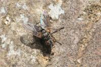 Cyzenis albicans