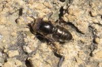 Eristalinus aeneus