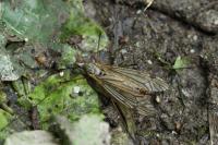 Tipula pabulina