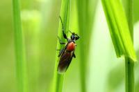 Bibio hortulanus