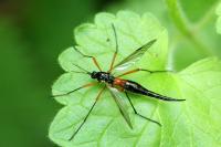 Tanyptera atrata