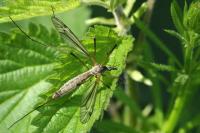 Tipula vernalis