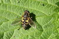 Helophilus pendulus
