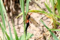 Tanyptera atrata