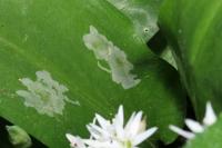 Cheilosia fasciata