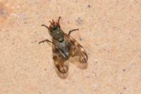 Otites guttata