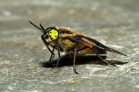 Chrysops italicus
