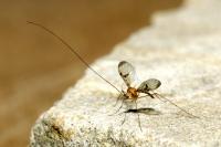 Macrocera phalerata