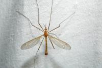 Tipula lunata