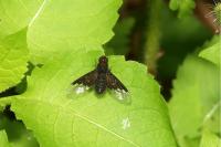 Hemipenthes morio