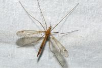 Tipula lunata