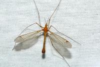 Tipula lunata