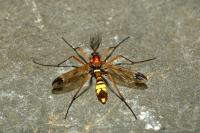 Ctenophora ornata