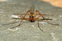 Ctenophora ornata