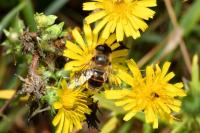 Eristalis tenax
