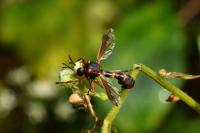 Physocephala vittata