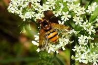 Volucella inanis